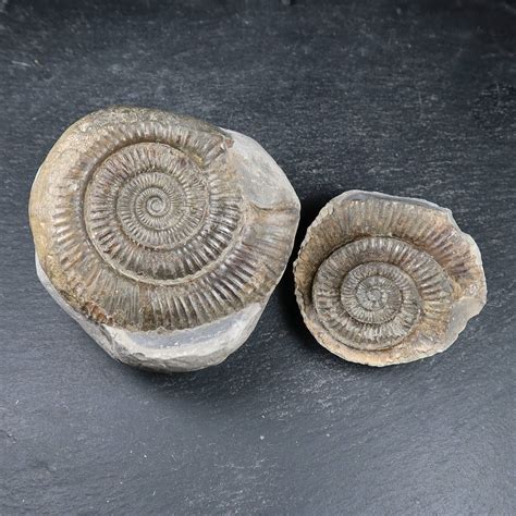 ammonite fossil ring to buy|ammonite fossil for sale uk.